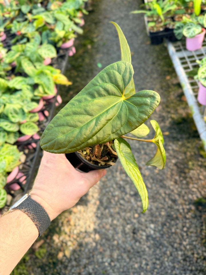 Handpicked 14 - Anthurium Papillilaminum x Luxurians | Uprooted
