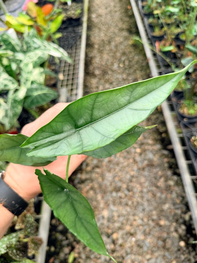 Handpicked 140 - Alocasia Heterophylla - Dragon's Breath 🐉 | Uprooted