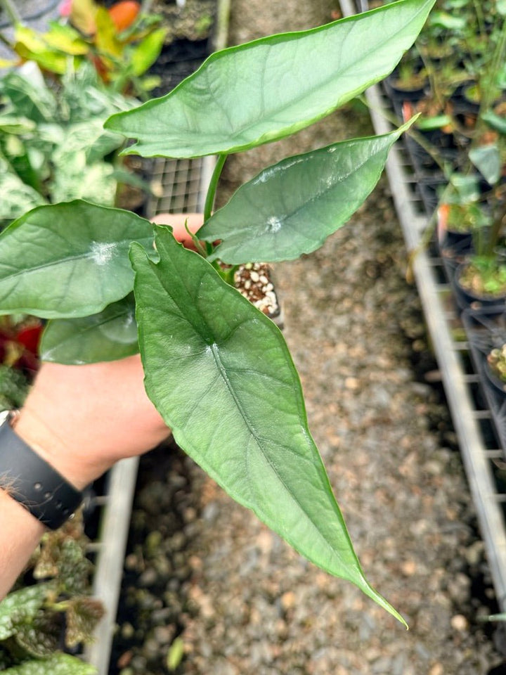 Handpicked 140 - Alocasia Heterophylla - Dragon's Breath 🐉 | Uprooted