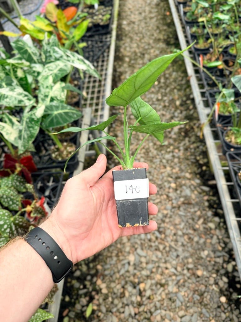 Handpicked 140 - Alocasia Heterophylla - Dragon's Breath 🐉 | Uprooted