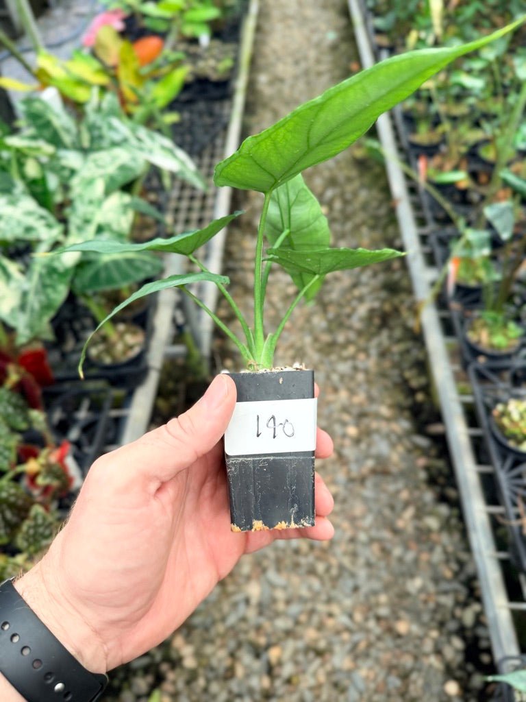 Handpicked 140 - Alocasia Heterophylla - Dragon's Breath 🐉 | Uprooted