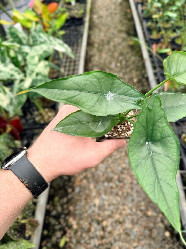 Handpicked 140 - Alocasia Heterophylla - Dragon's Breath 🐉 | Uprooted