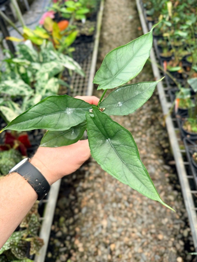 Handpicked 140 - Alocasia Heterophylla - Dragon's Breath 🐉 | Uprooted