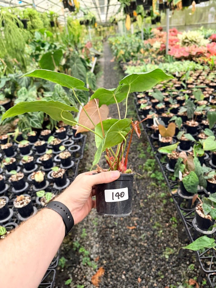 Handpicked 140 - Anthurium Crystallinum - Multi Headed | Uprooted