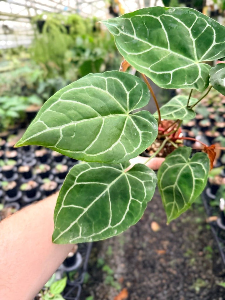 Handpicked 140 - Anthurium Crystallinum - Multi Headed | Uprooted