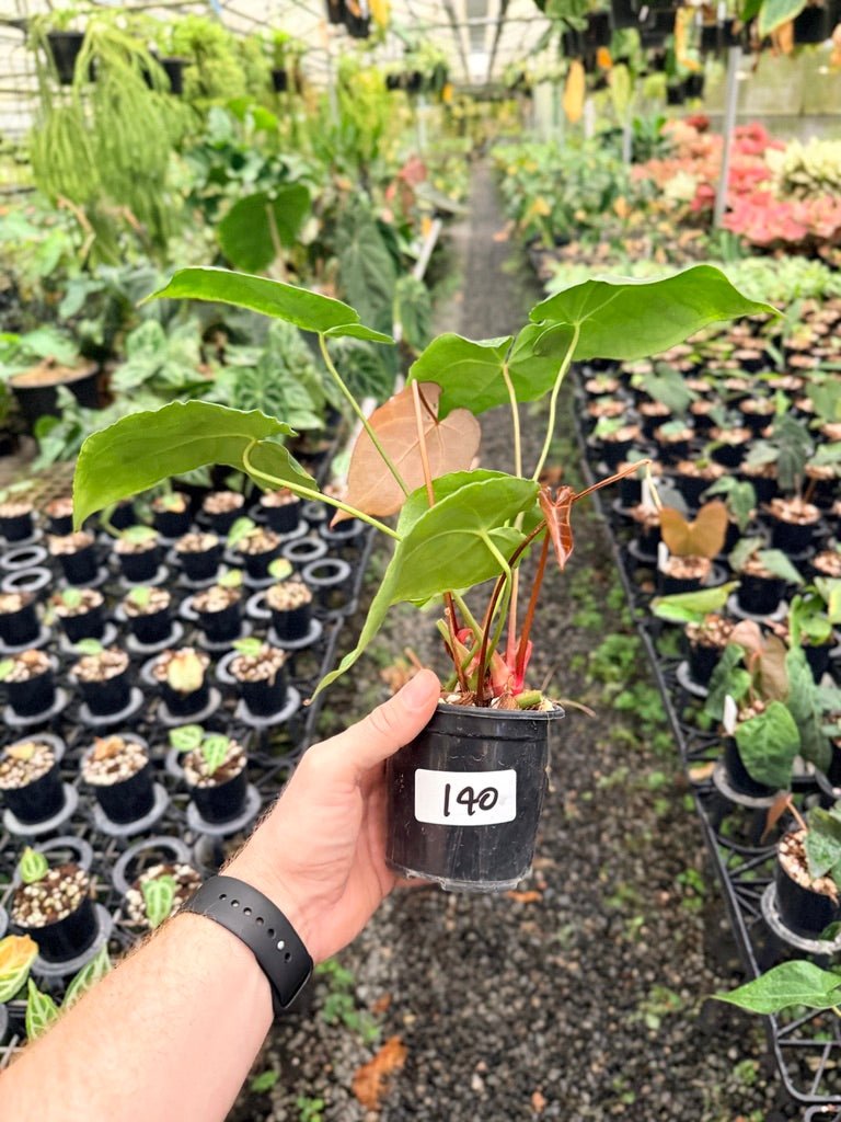 Handpicked 140 - Anthurium Crystallinum - Multi Headed | Uprooted