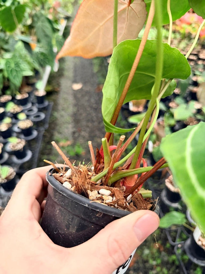 Handpicked 140 - Anthurium Crystallinum - Multi Headed | Uprooted
