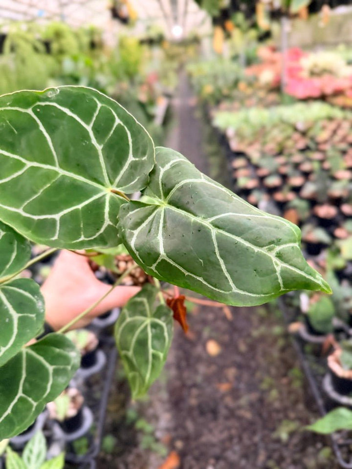 Handpicked 140 - Anthurium Crystallinum - Multi Headed | Uprooted
