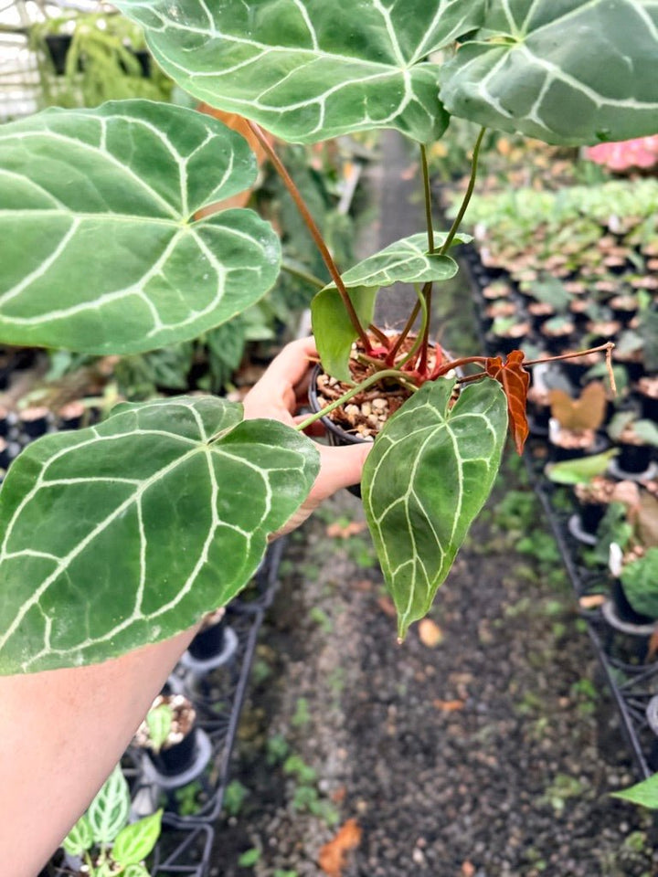 Handpicked 140 - Anthurium Crystallinum - Multi Headed | Uprooted