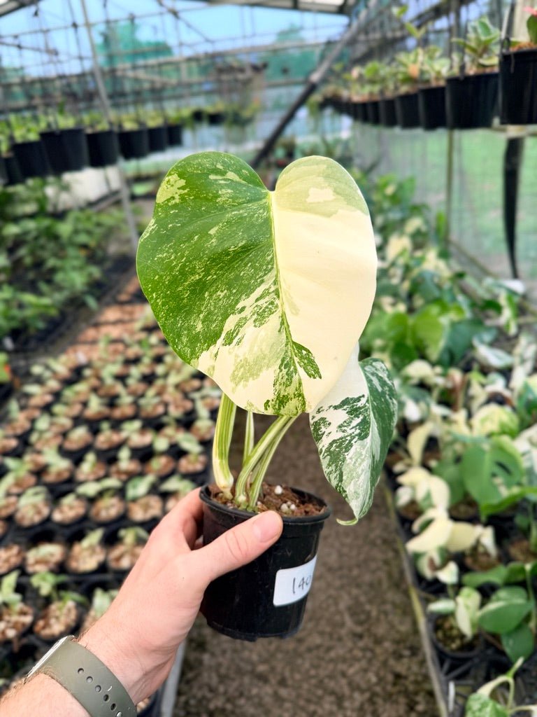 Handpicked 140 - Monstera Deliciosa Borsigiana Variegated Albo | Uprooted