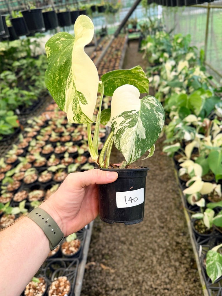 Handpicked 140 - Monstera Deliciosa Borsigiana Variegated Albo | Uprooted