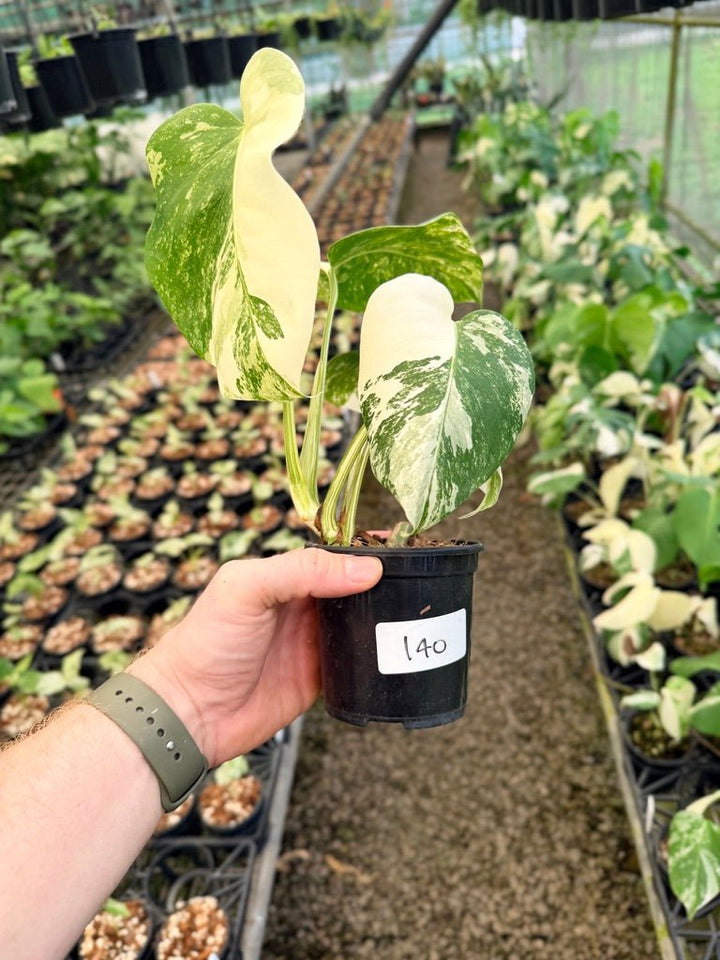 Handpicked 140 - Monstera Deliciosa Borsigiana Variegated Albo | Uprooted