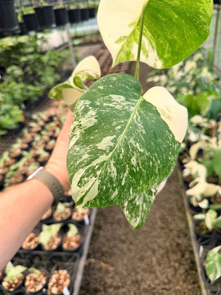Handpicked 140 - Monstera Deliciosa Borsigiana Variegated Albo | Uprooted