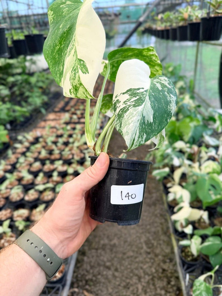 Handpicked 140 - Monstera Deliciosa Borsigiana Variegated Albo | Uprooted