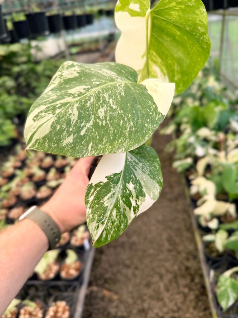 Handpicked 140 - Monstera Deliciosa Borsigiana Variegated Albo | Uprooted