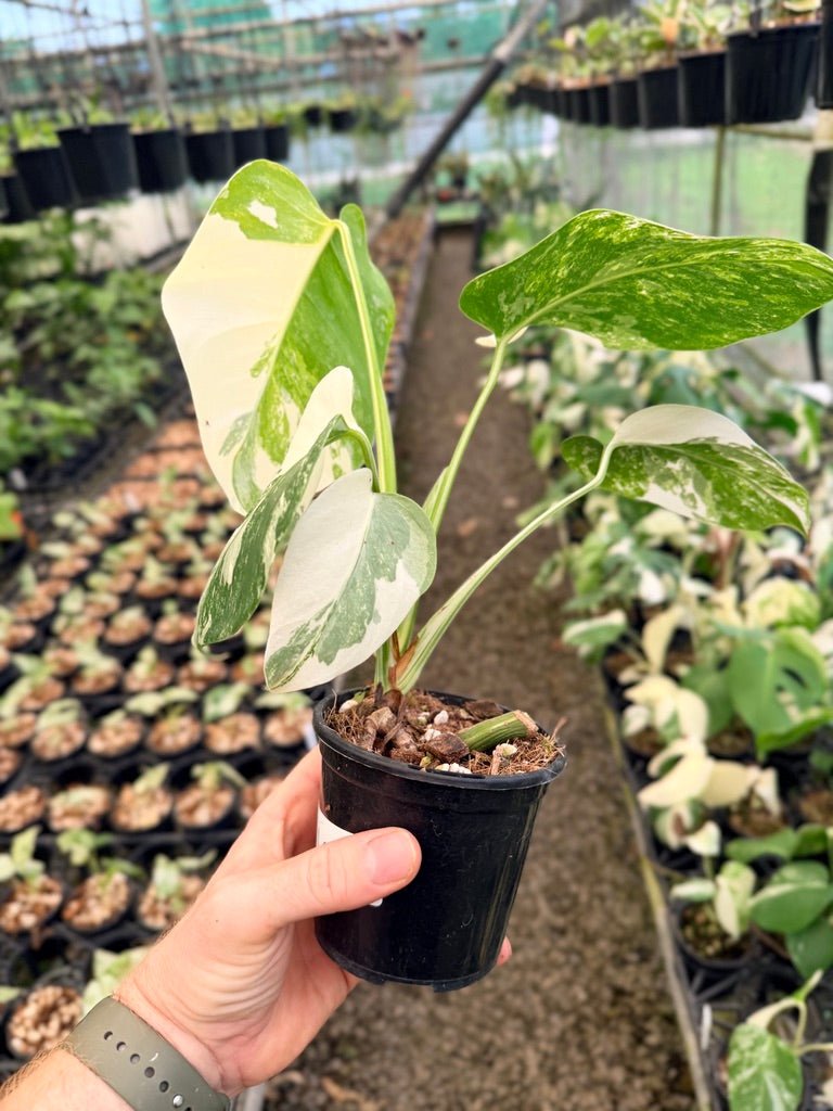 Handpicked 140 - Monstera Deliciosa Borsigiana Variegated Albo | Uprooted