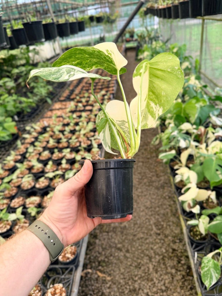 Handpicked 140 - Monstera Deliciosa Borsigiana Variegated Albo | Uprooted