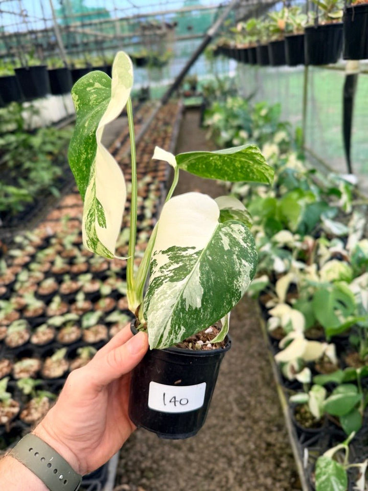 Handpicked 140 - Monstera Deliciosa Borsigiana Variegated Albo | Uprooted