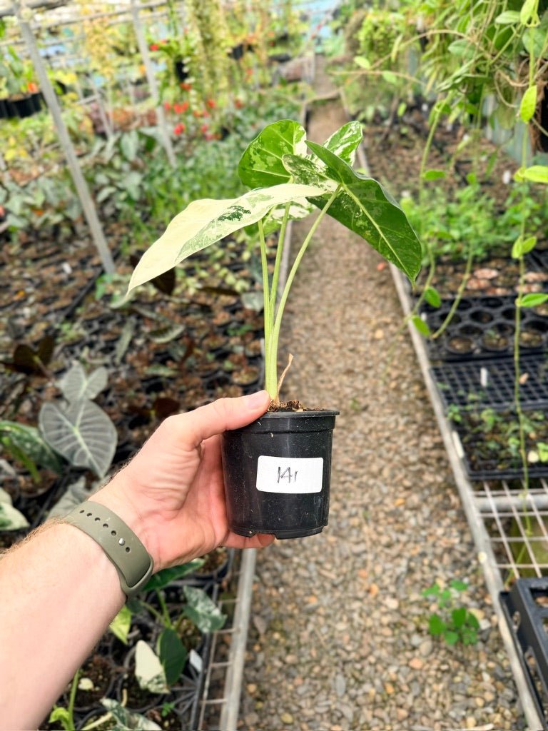 Handpicked 141 - Alocasia Micholitziana Frydek | Uprooted