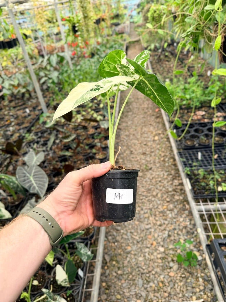 Handpicked 141 - Alocasia Micholitziana Frydek | Uprooted