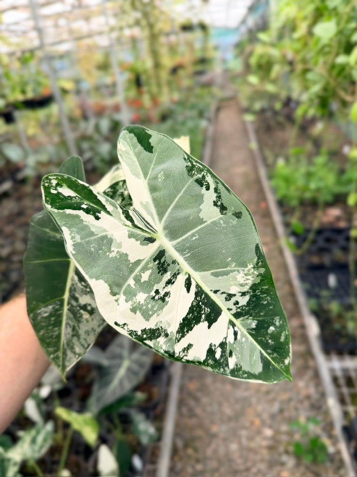 Handpicked 141 - Alocasia Micholitziana Frydek | Uprooted