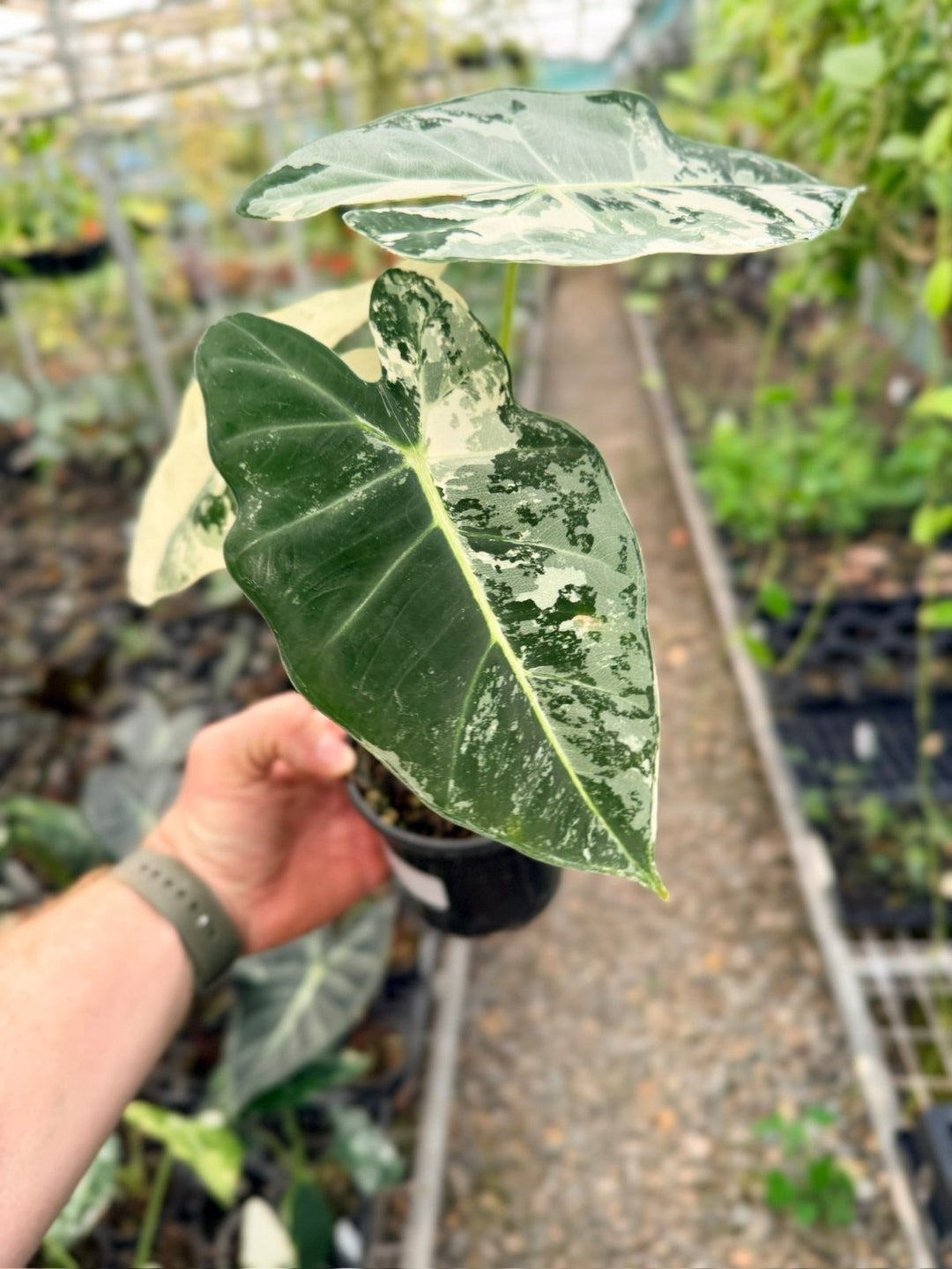 Handpicked 141 - Alocasia Micholitziana Frydek | Uprooted