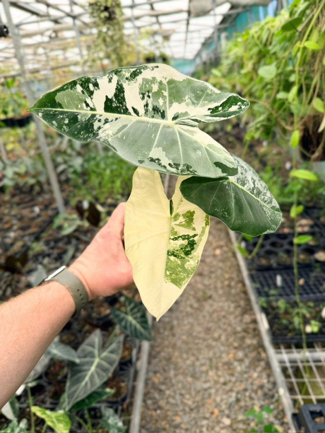 Handpicked 141 - Alocasia Micholitziana Frydek | Uprooted