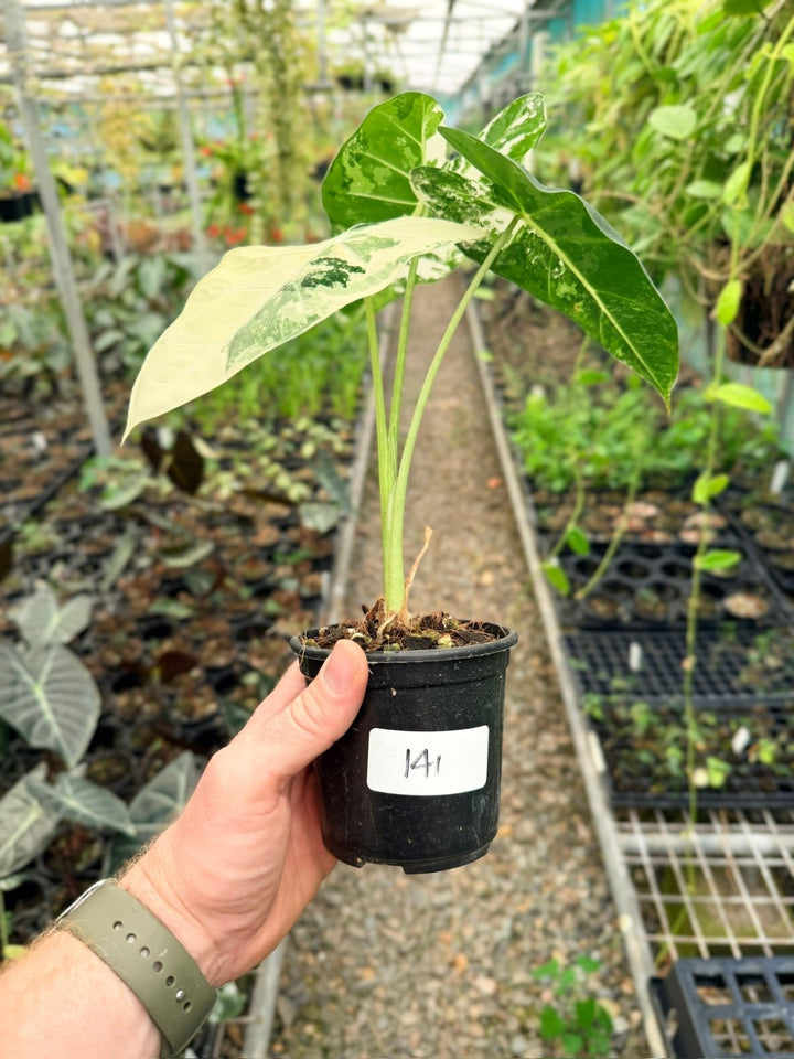 Handpicked 141 - Alocasia Micholitziana Frydek | Uprooted