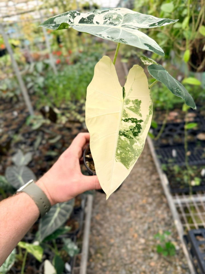 Handpicked 141 - Alocasia Micholitziana Frydek | Uprooted