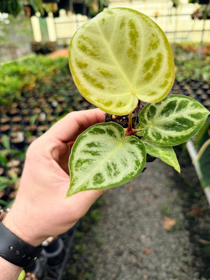 Handpicked 141 - Anthurium Crystallinum Dorayaki Silver Blush | Uprooted