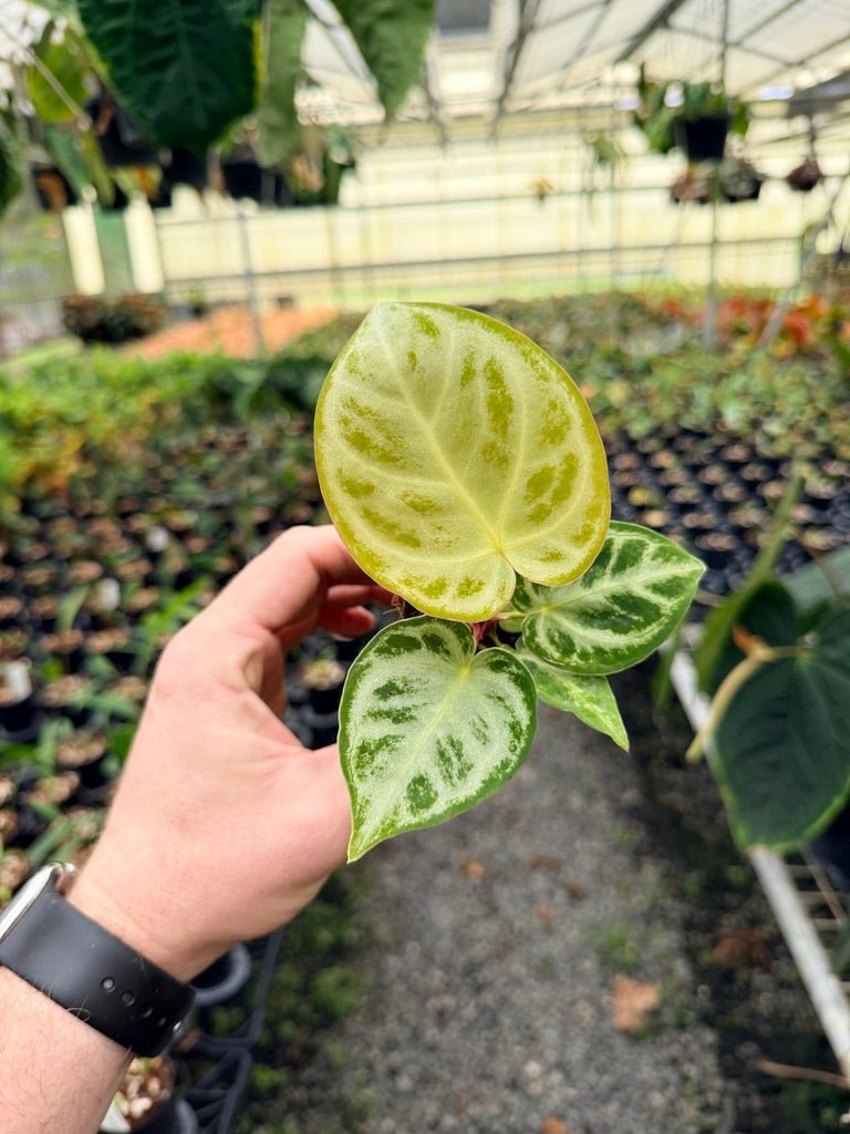 Handpicked 141 - Anthurium Crystallinum Dorayaki Silver Blush | Uprooted