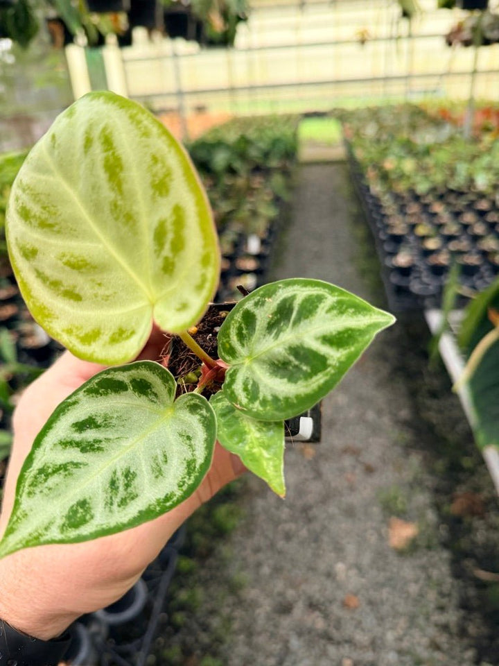 Handpicked 141 - Anthurium Crystallinum Dorayaki Silver Blush | Uprooted