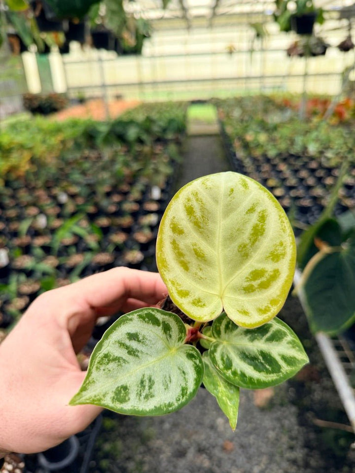 Handpicked 141 - Anthurium Crystallinum Dorayaki Silver Blush | Uprooted
