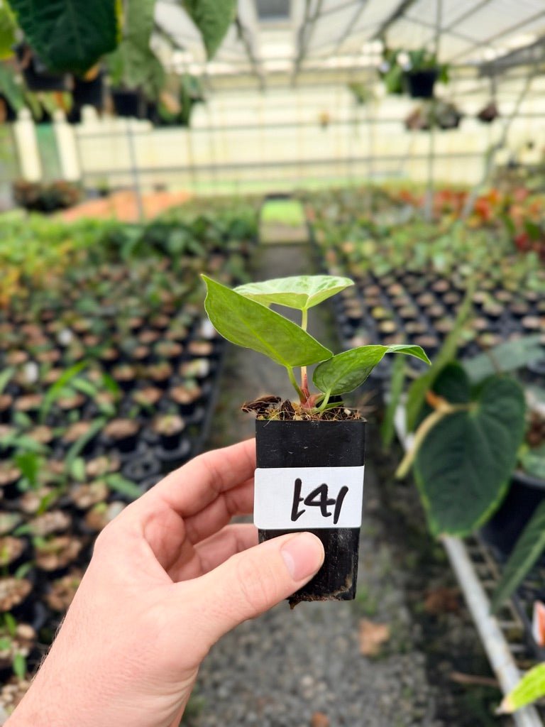 Handpicked 141 - Anthurium Crystallinum Dorayaki Silver Blush | Uprooted