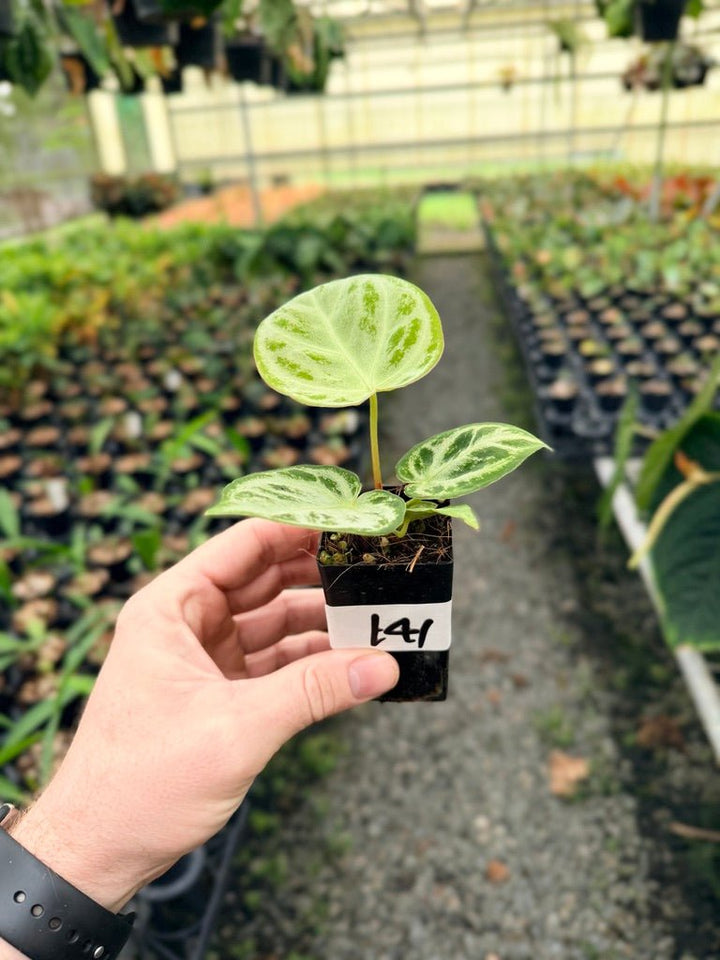Handpicked 141 - Anthurium Crystallinum Dorayaki Silver Blush | Uprooted