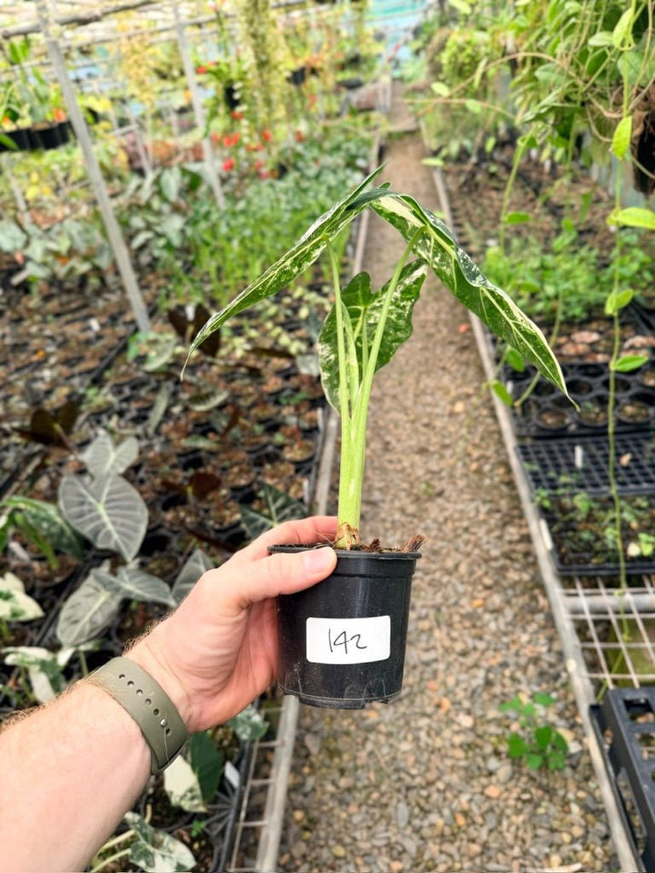 Handpicked 142 - Alocasia Micholitziana Frydek | Uprooted