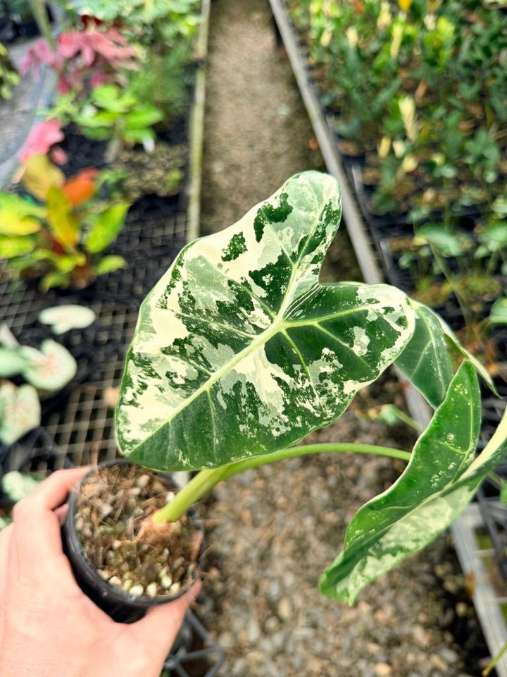 Handpicked 142 - Alocasia Micholitziana Frydek | Uprooted