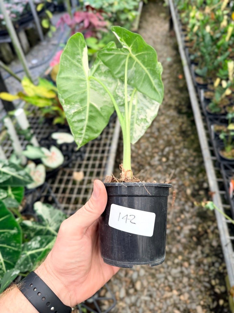 Handpicked 142 - Alocasia Micholitziana Frydek | Uprooted