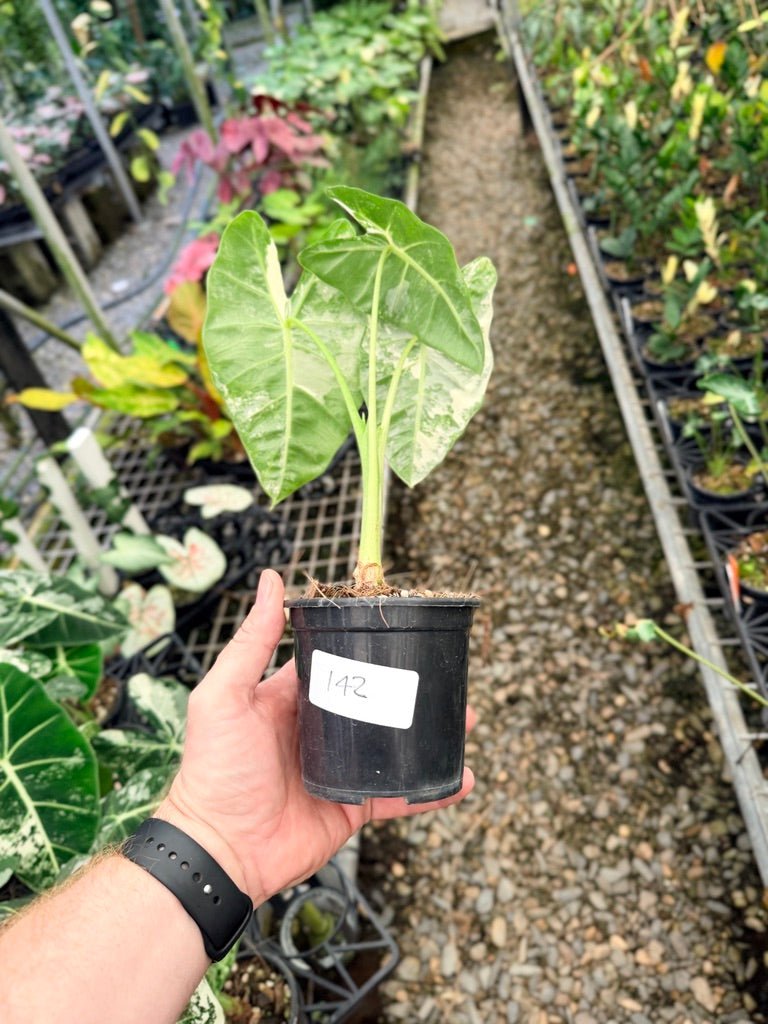 Handpicked 142 - Alocasia Micholitziana Frydek | Uprooted