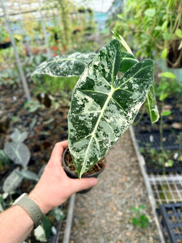 Handpicked 142 - Alocasia Micholitziana Frydek | Uprooted