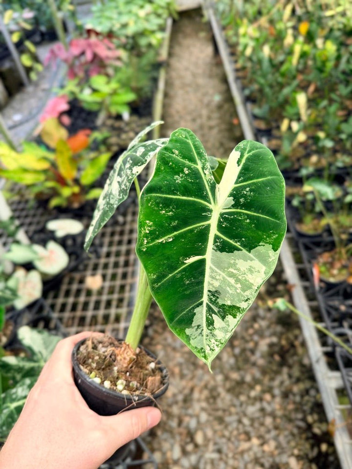 Handpicked 142 - Alocasia Micholitziana Frydek | Uprooted