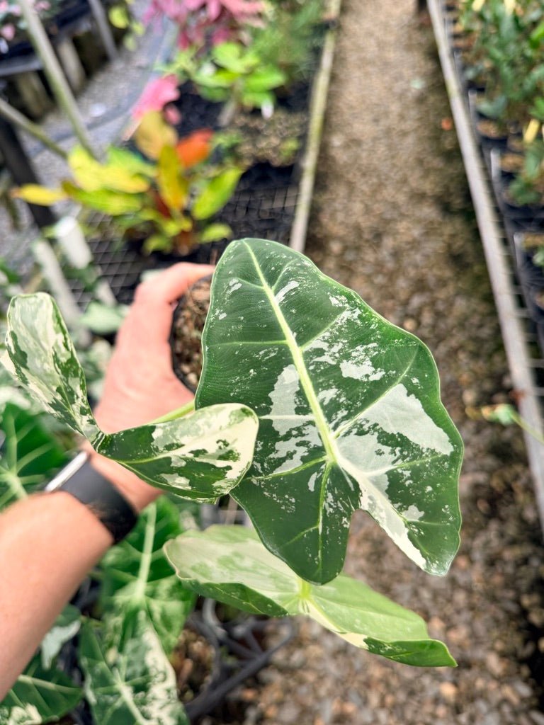 Handpicked 142 - Alocasia Micholitziana Frydek | Uprooted