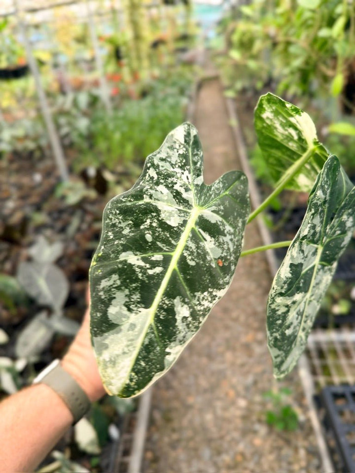 Handpicked 142 - Alocasia Micholitziana Frydek | Uprooted