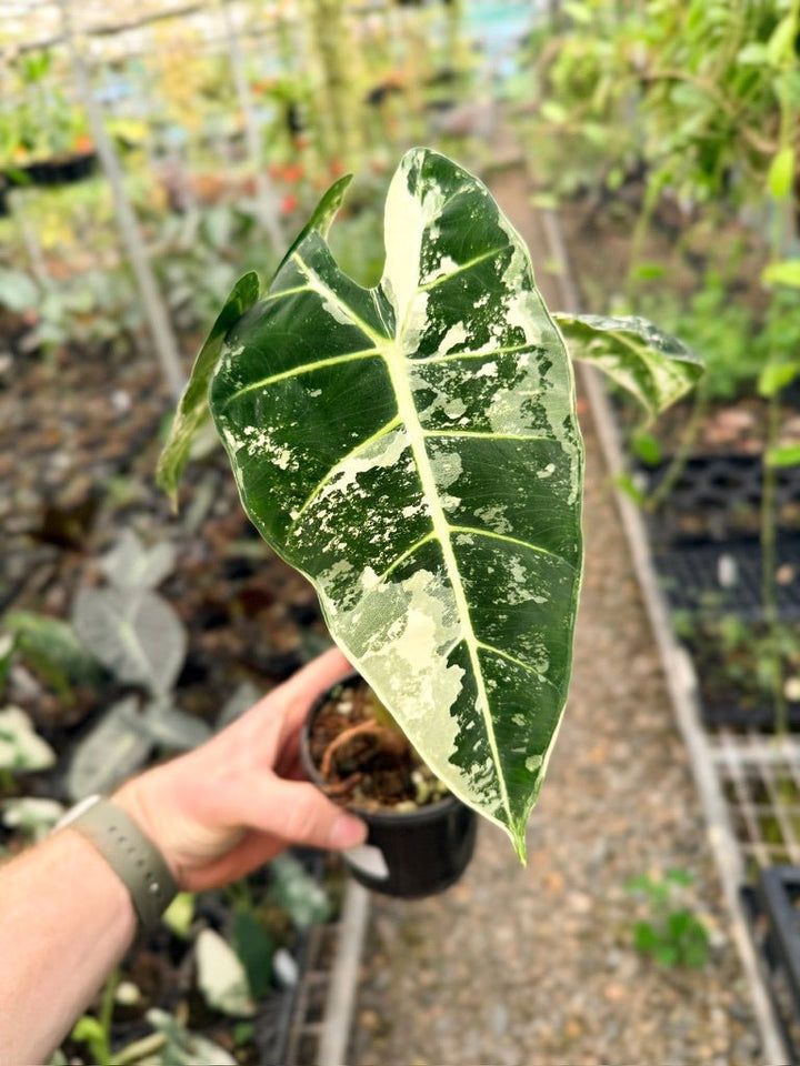 Handpicked 142 - Alocasia Micholitziana Frydek | Uprooted