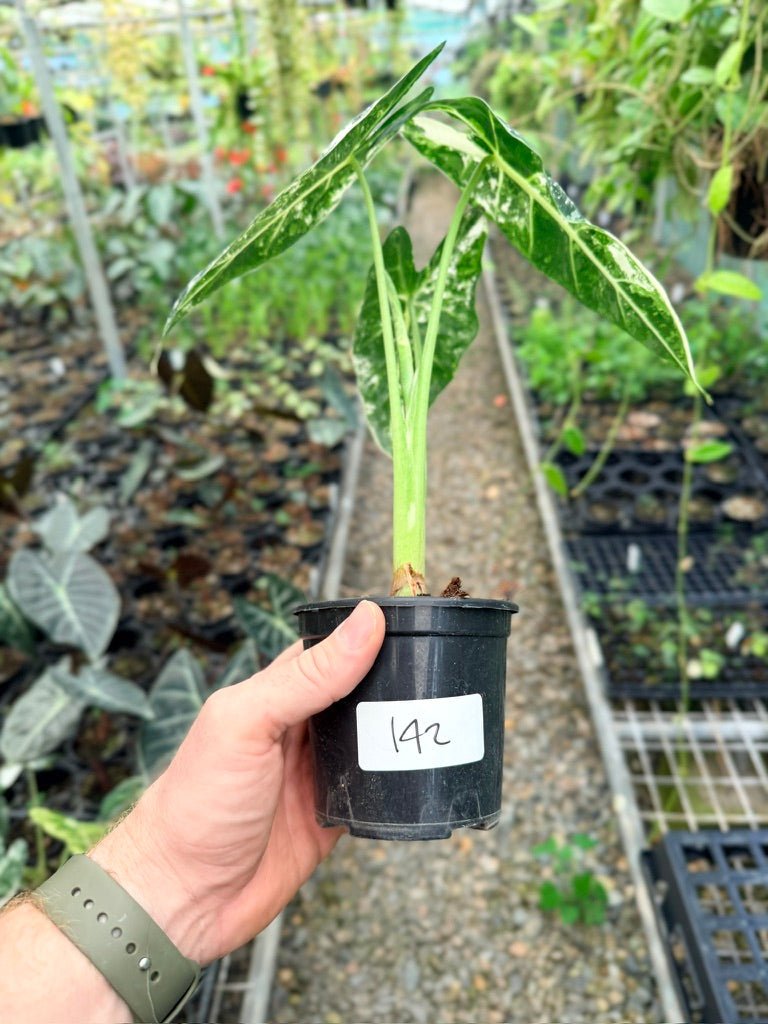 Handpicked 142 - Alocasia Micholitziana Frydek | Uprooted