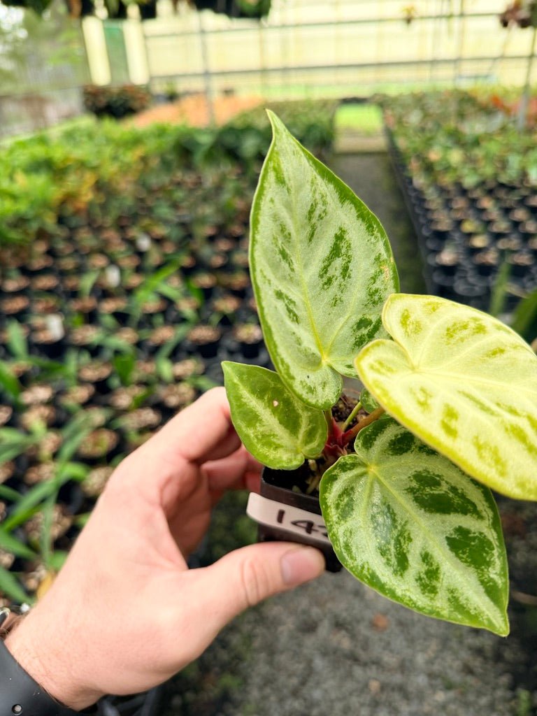 Handpicked 142 - Anthurium Crystallinum Dorayaki Silver Blush | Uprooted