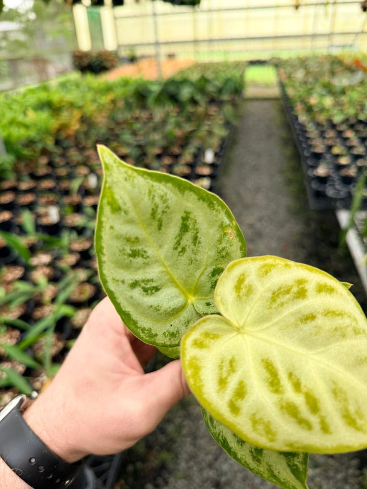 Handpicked 142 - Anthurium Crystallinum Dorayaki Silver Blush | Uprooted