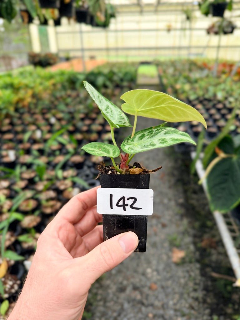 Handpicked 142 - Anthurium Crystallinum Dorayaki Silver Blush | Uprooted