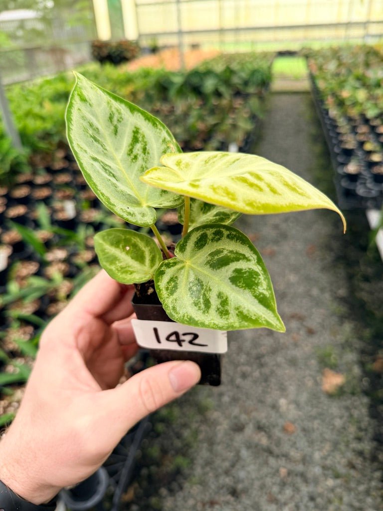 Handpicked 142 - Anthurium Crystallinum Dorayaki Silver Blush | Uprooted