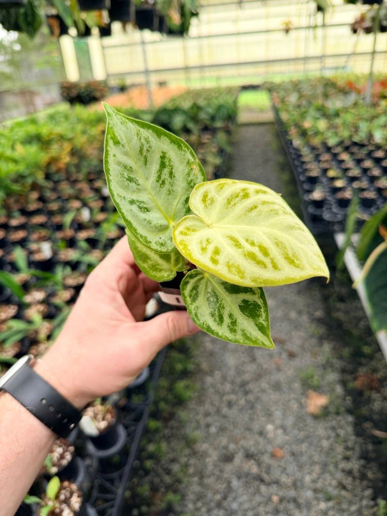 Handpicked 142 - Anthurium Crystallinum Dorayaki Silver Blush | Uprooted